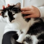 A person gently petting a relaxed black and white cat indoors, creating a calm atmosphere.