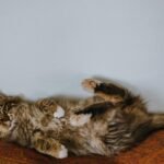Adorable fluffy cat comfortably lying on its back indoors. Perfect for pet lovers.
