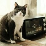 Adorable black and white cat sitting by a countertop oven in a sunlit kitchen setting.