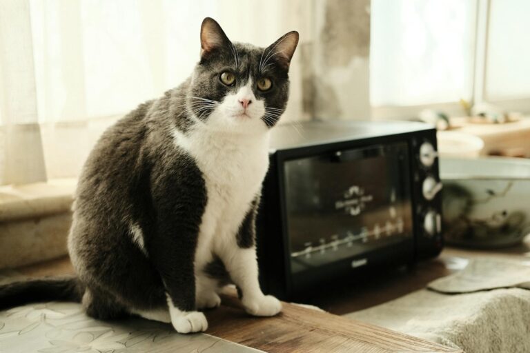 Adorable black and white cat sitting by a countertop oven in a sunlit kitchen setting.