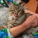 A fluffy cat with tongue out being held in human arms, displaying comfort and warmth.