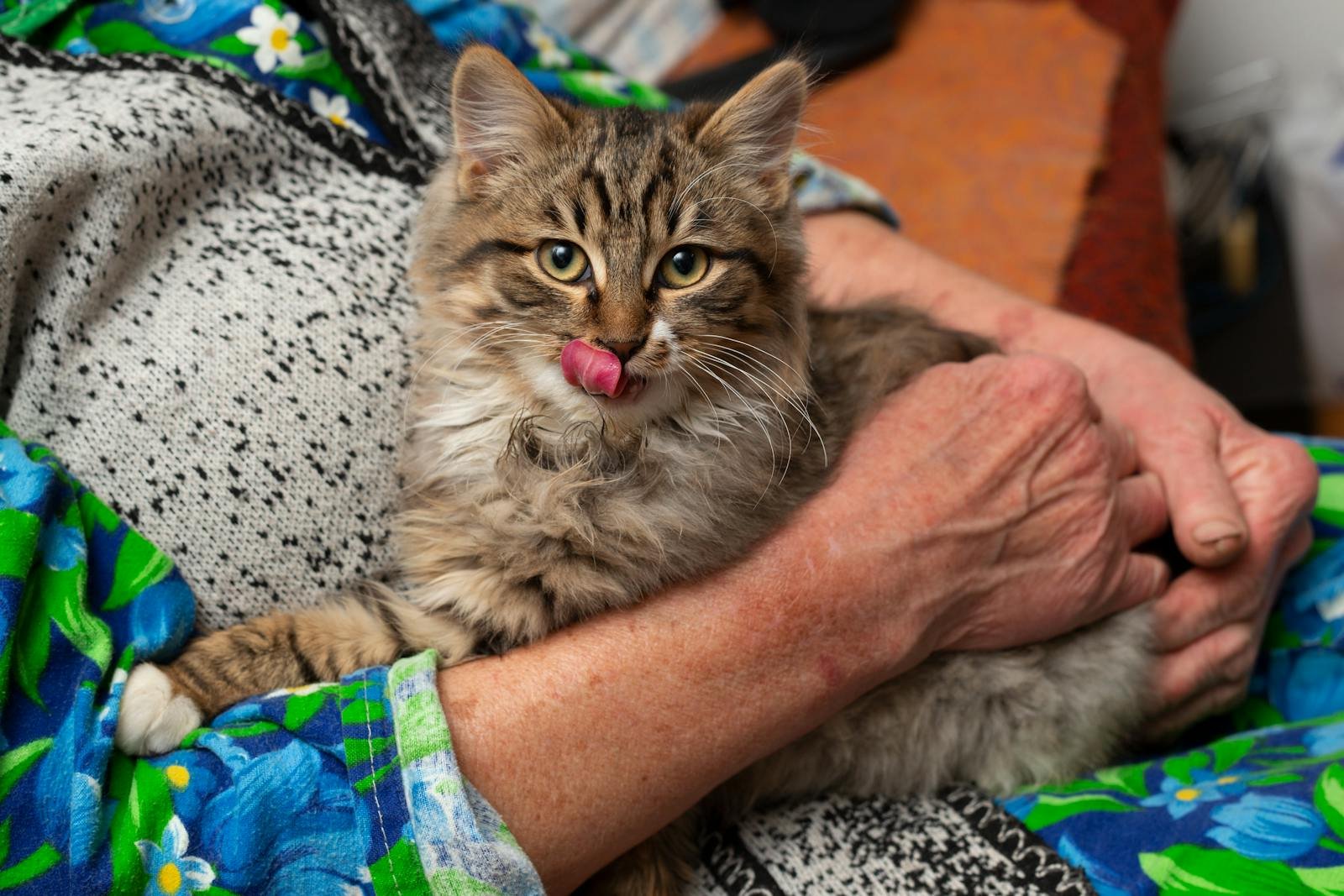A fluffy cat with tongue out being held in human arms, displaying comfort and warmth.