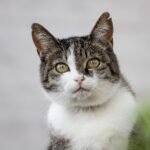 cat, feline, whiskers, mammal, animal, wildlife, nature, domestic animal, cat, pet, cat, cat, cat, cat