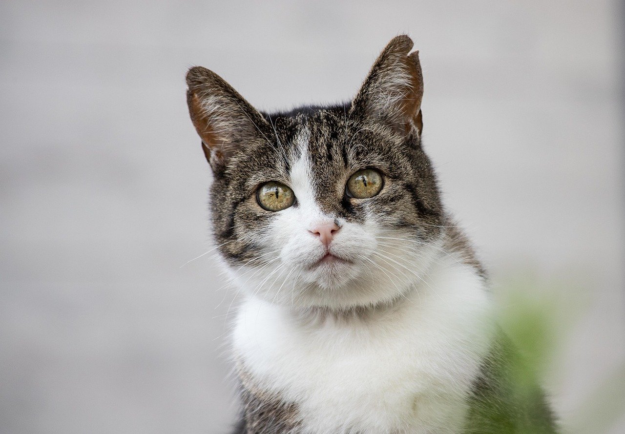 cat, feline, whiskers, mammal, animal, wildlife, nature, domestic animal, cat, pet, cat, cat, cat, cat