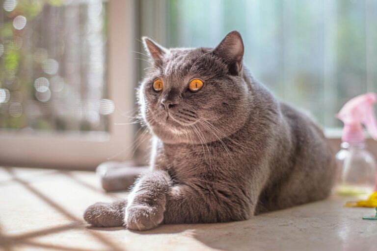 Cute grey British Shorthair cat resting with sunlight through window, looking calm.