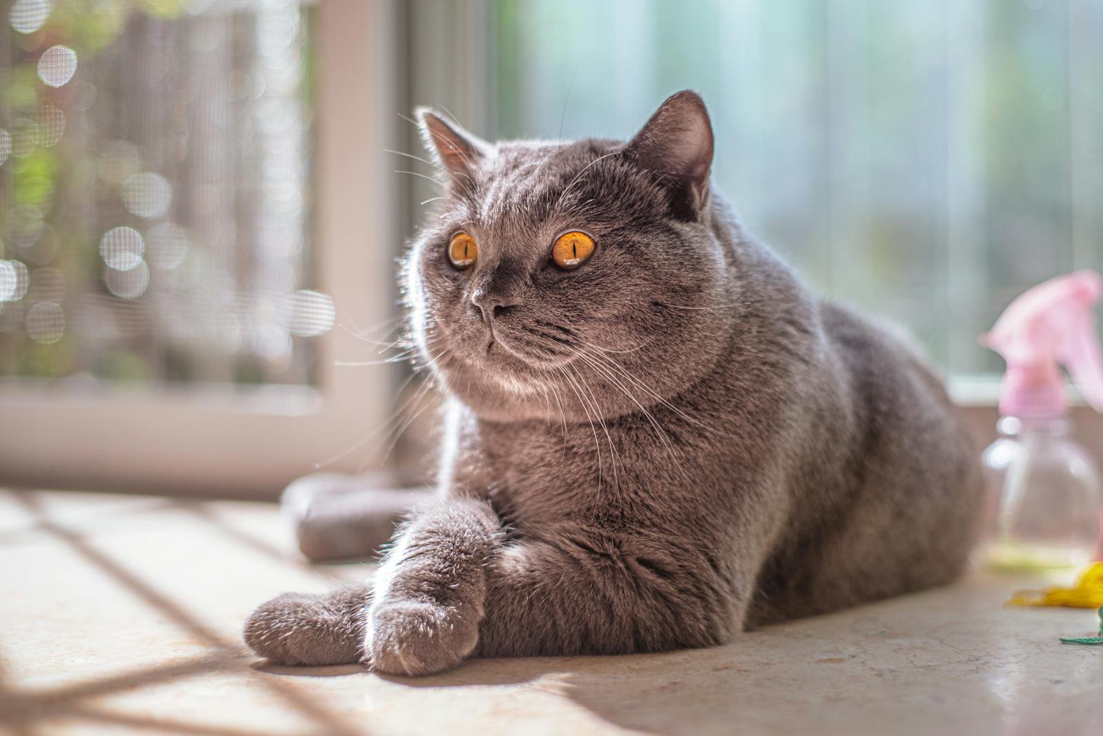 Cute grey British Shorthair cat resting with sunlight through window, looking calm.
