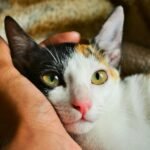 Intimate portrait of a domestic calico cat nestled in a person's hand.