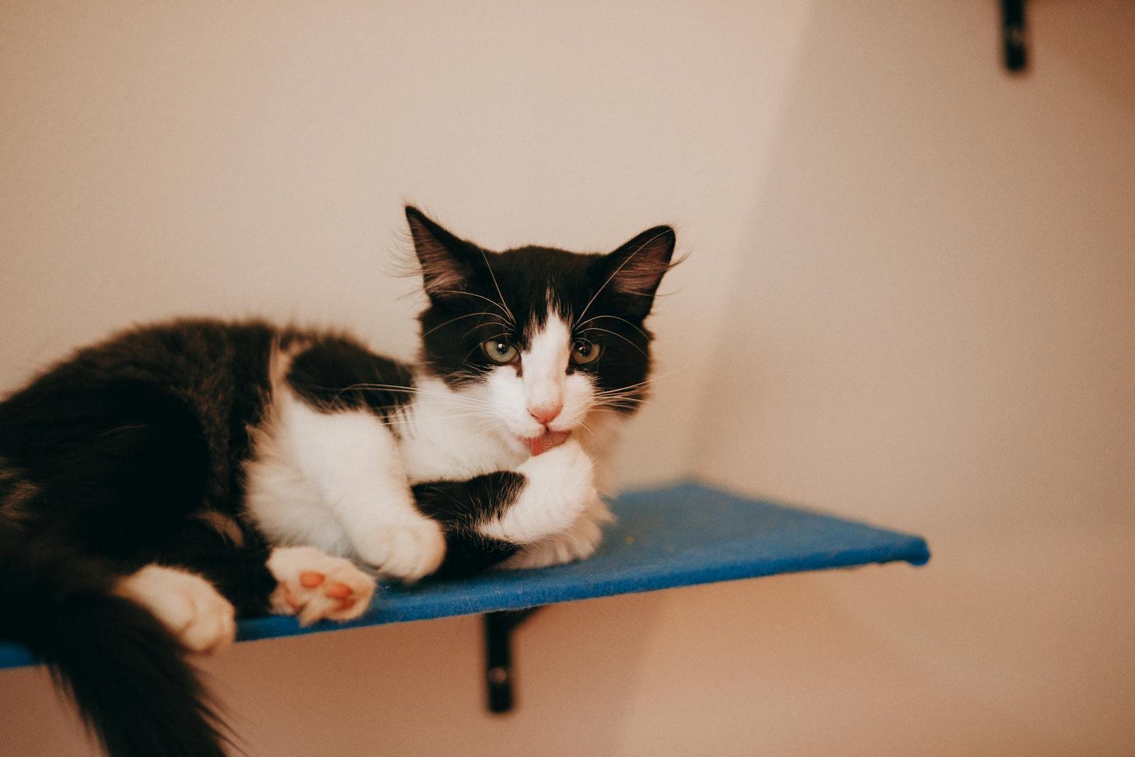A black and white domestic cat rests lazily on a blue shelf, exemplifying relaxation and comfort.