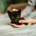 Cute black kitten being gently held indoors, highlighting pet affection.