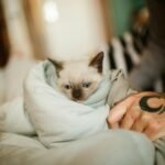 Cute Siamese kitten wrapped in a cozy blanket with human hand nearby.