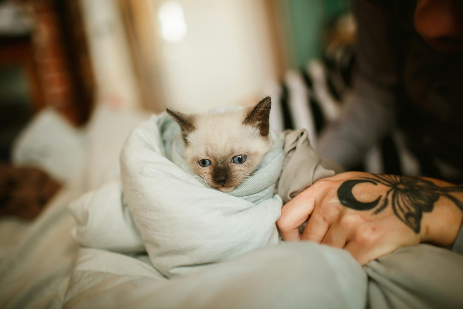Cute Siamese kitten wrapped in a cozy blanket with human hand nearby.