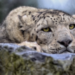snow leopard, leopard, feline, mammal, predator, hunter, wildlife, wild cat, big cat, vulnerable, animal, nature, snow leopard, snow leopard, snow leopard, snow leopard, snow leopard, leopard, leopard, leopard, leopard, wildlife