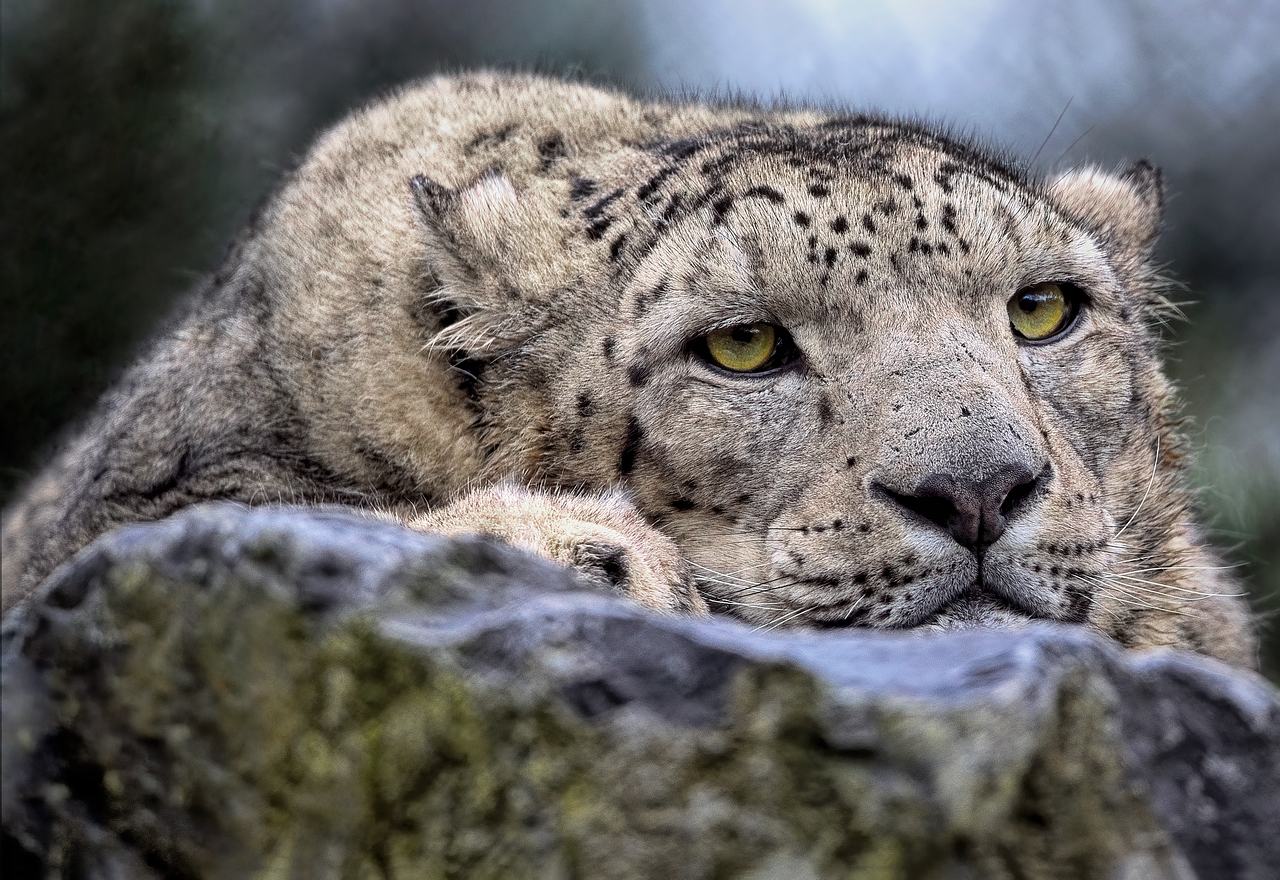 snow leopard, leopard, feline, mammal, predator, hunter, wildlife, wild cat, big cat, vulnerable, animal, nature, snow leopard, snow leopard, snow leopard, snow leopard, snow leopard, leopard, leopard, leopard, leopard, wildlife