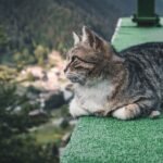 A serene tabby cat rests on a grassy edge overlooking scenic Trabzon, Turkey.