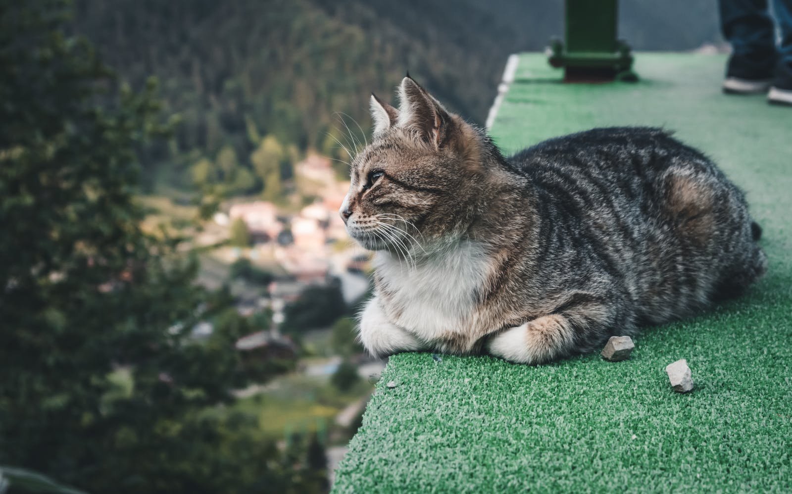 A serene tabby cat rests on a grassy edge overlooking scenic Trabzon, Turkey.