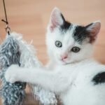 Cute black and white kitten playing with a toy in a cozy indoor setting.