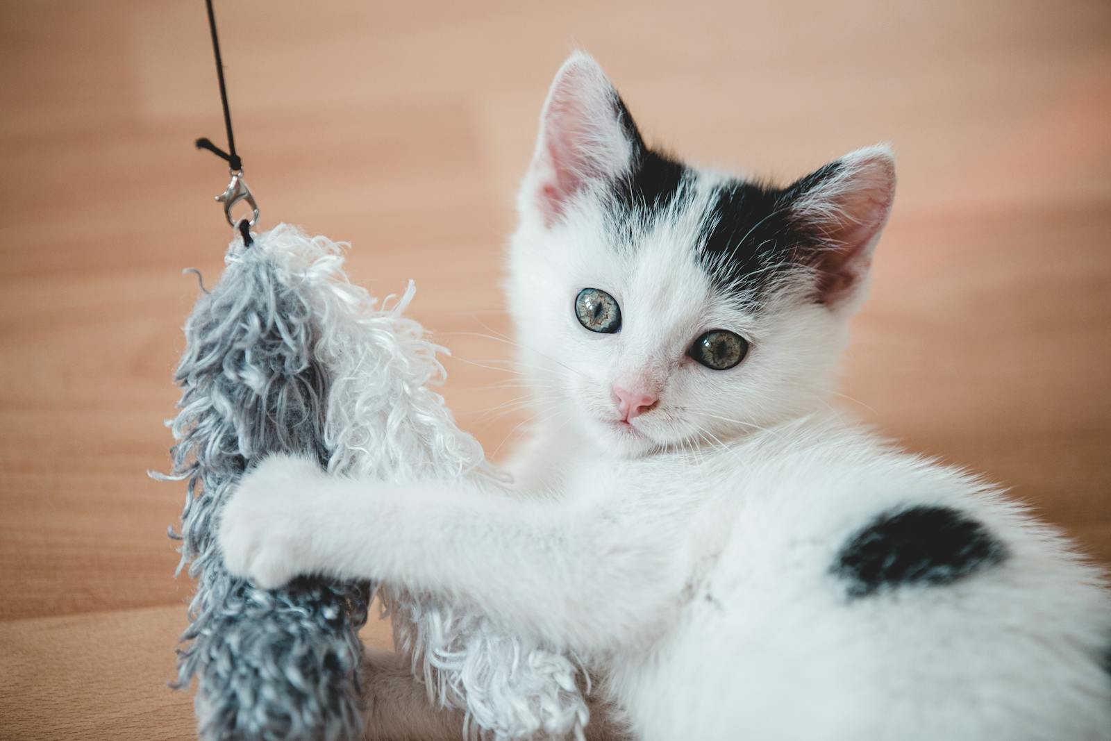 Cute black and white kitten playing with a toy in a cozy indoor setting.