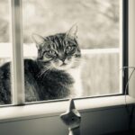 A striking cat with expressive eyes sits outside, peering through a window.