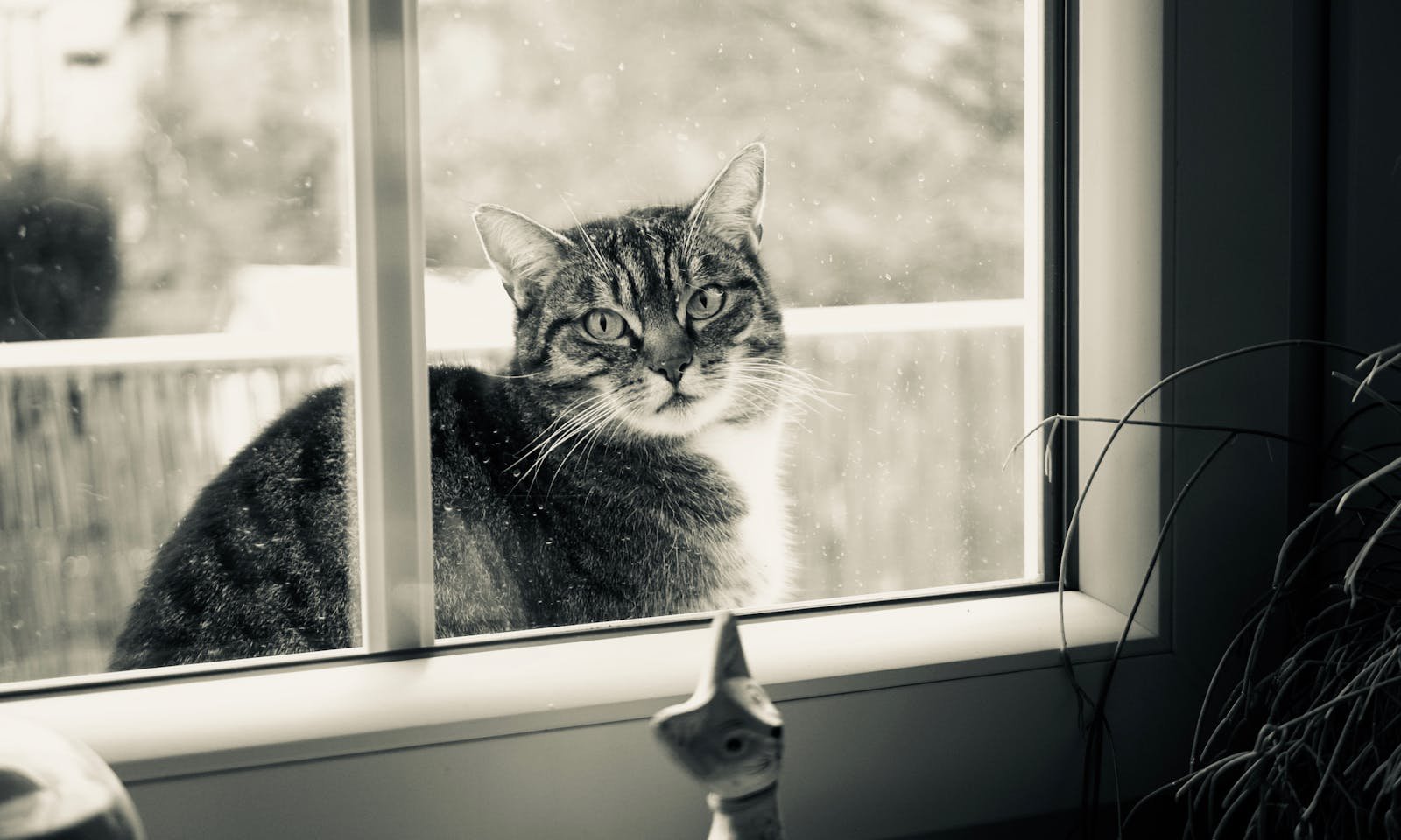 A striking cat with expressive eyes sits outside, peering through a window.