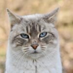 Cats Remember