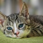 european shorthair, cat, animal, kitten, domestic cat, cute, feline, cat, cat, nature, cat, pet, cat, cat