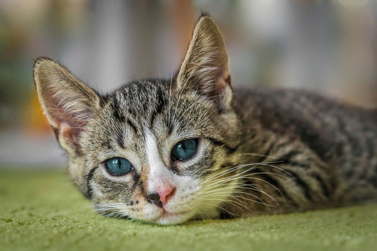 european shorthair, cat, animal, kitten, domestic cat, cute, feline, cat, cat, nature, cat, pet, cat, cat