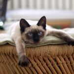 cat, nature, thai cat, cats, pet, animals, cute, cat's eye, cat eyes, pets, kitten, animal, kitty, siamese cat, cat, siamese cat, siamese cat, siamese cat, siamese cat, siamese cat