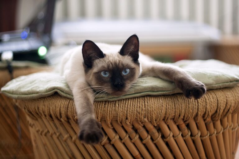 cat, nature, thai cat, cats, pet, animals, cute, cat's eye, cat eyes, pets, kitten, animal, kitty, siamese cat, cat, siamese cat, siamese cat, siamese cat, siamese cat, siamese cat