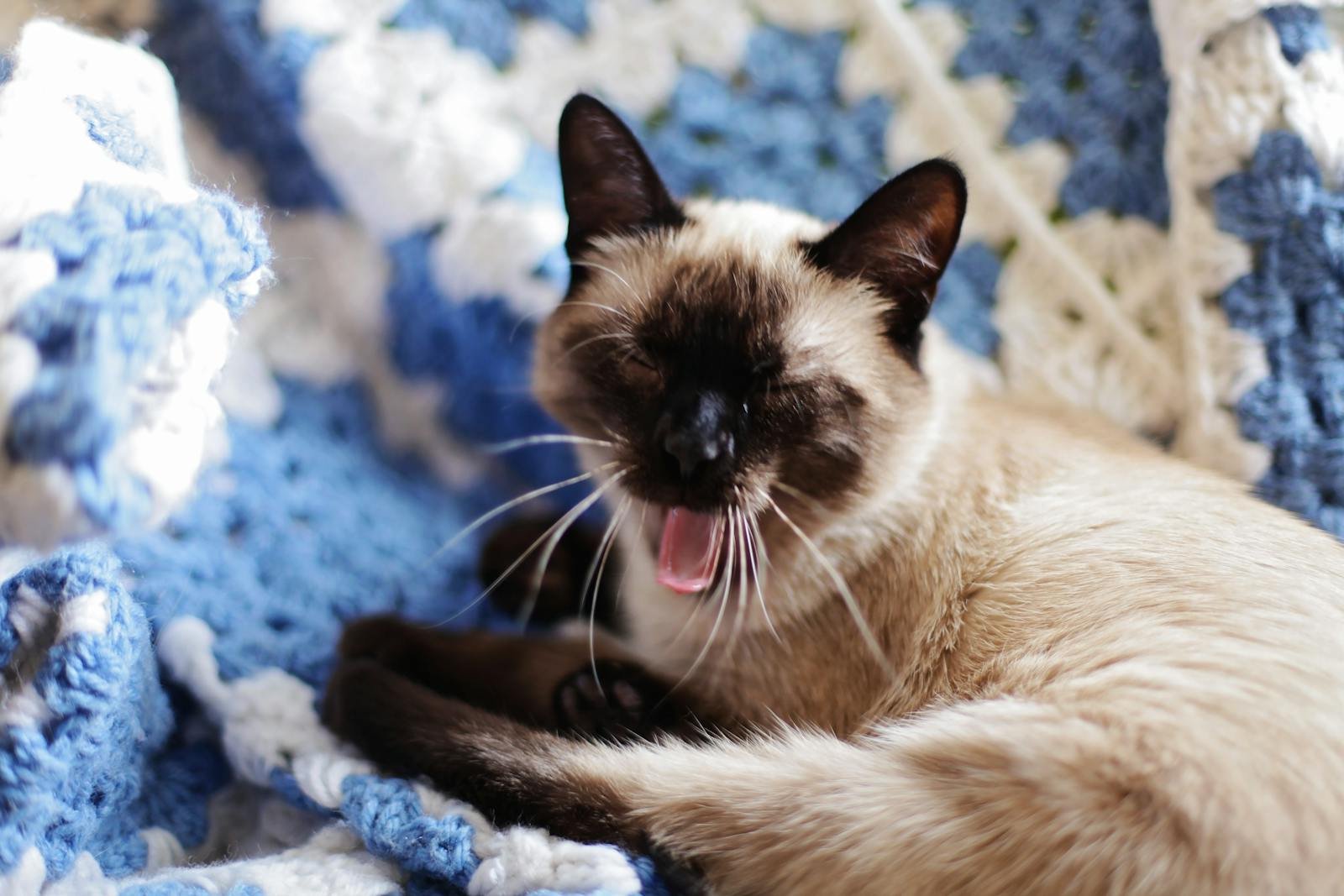 Cute Siamese cat yawning on a fluffy blue and white blanket indoors.