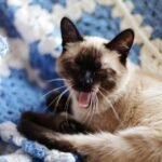 Cute Siamese cat yawning on a fluffy blue and white blanket indoors.