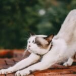 Adorable domestic cat stretching on brick surface in outdoor environment.
