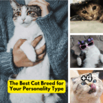 The Best Cat Breed for Your Personality Type
