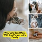 Why Cats Bond More With One Person in the Family