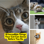 10 Incredible Things Your Cat Can Sense Before You Do