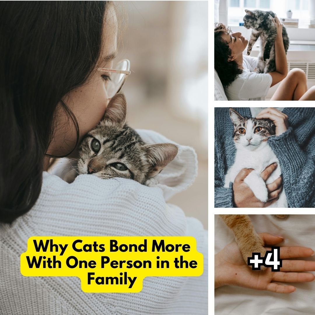 Why Cats Bond More With One Person in the Family