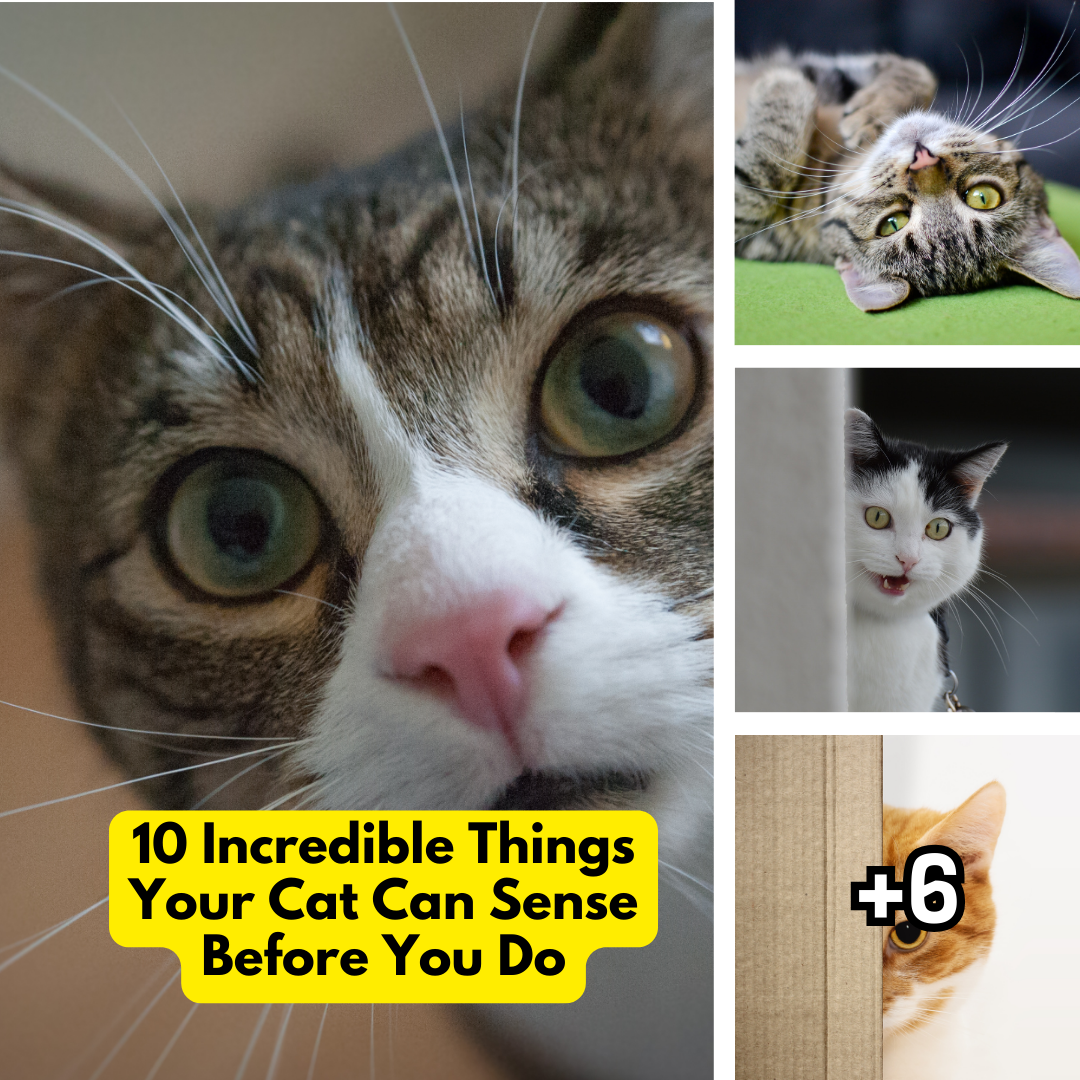 10 Incredible Things Your Cat Can Sense Before You Do