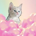 10 Messages Your Cat Might Send You From Beyond the Rainbow Bridge