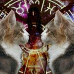The Most Compatible Cat Breeds for Every Zodiac Sign