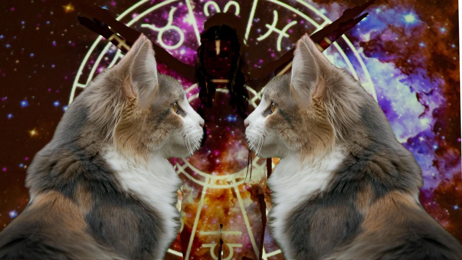 The Most Compatible Cat Breeds for Every Zodiac Sign