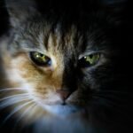 orange cat