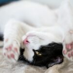white and black cat lying on brown textile