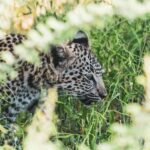A leopard walking through the woods