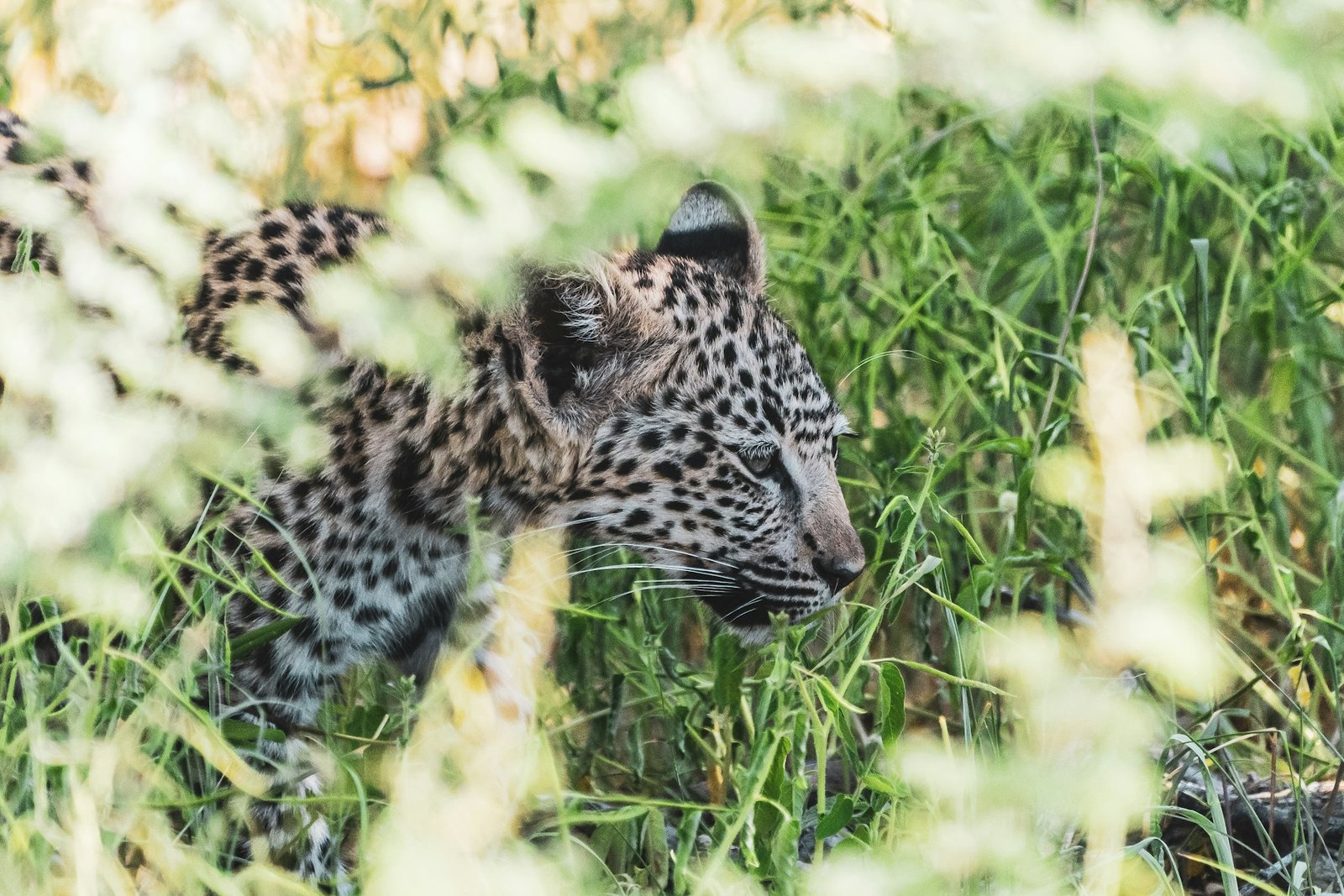 A leopard walking through the woods