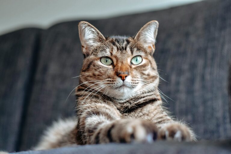 brown tabby cat lying on white textile