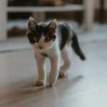 white and black cat on white floor