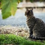 short-fur gray cat beside body of water