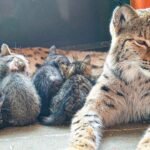 A zoo lynx adopting and protecting orphaned kittens.