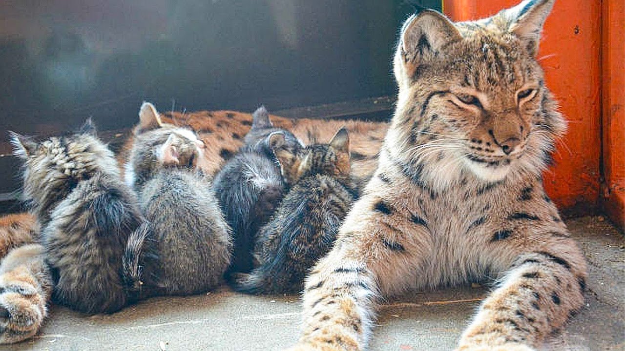 A zoo lynx adopting and protecting orphaned kittens.