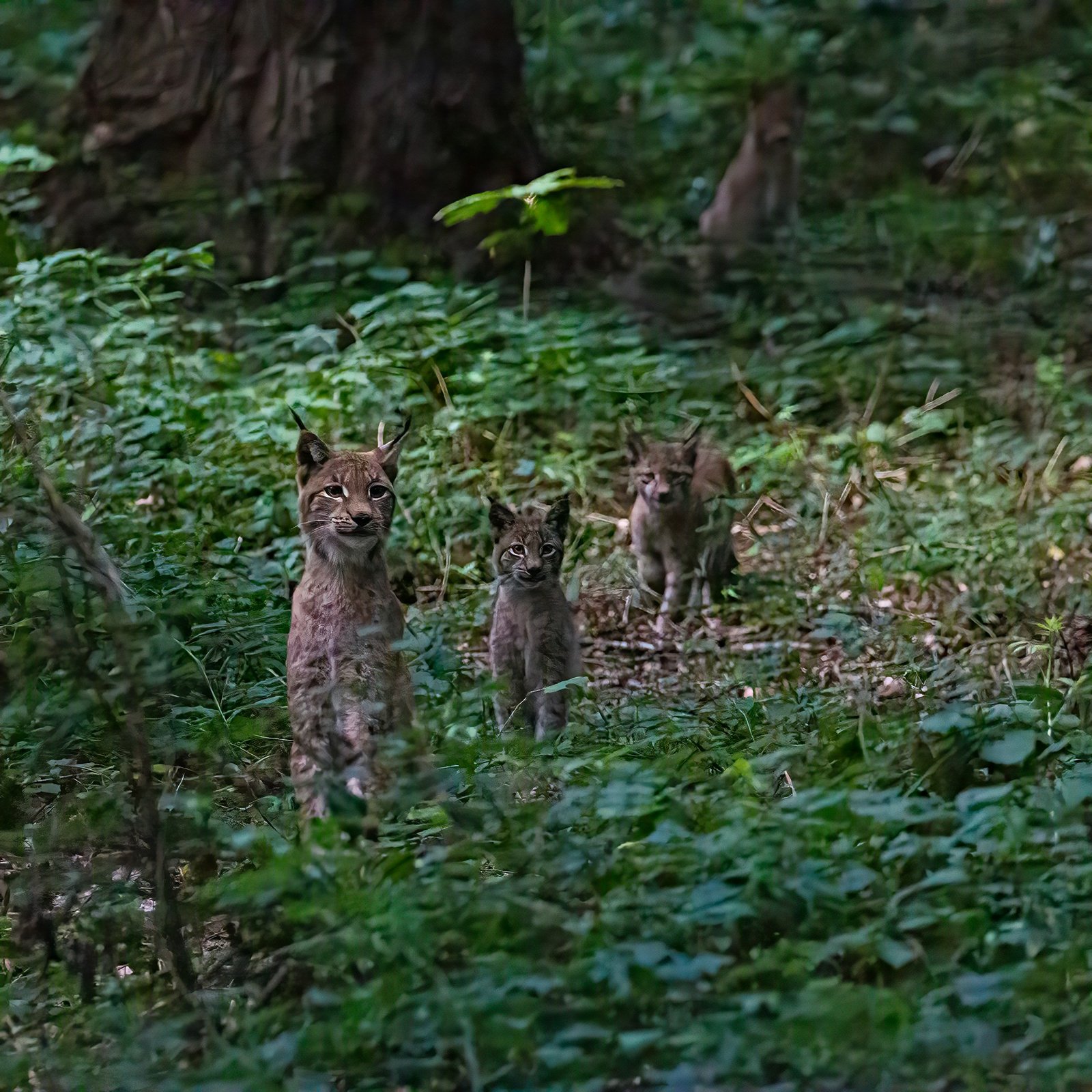 Lynx looking at camera near field in nature