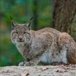 lynx demonstrating adaptive social behavior in captivity